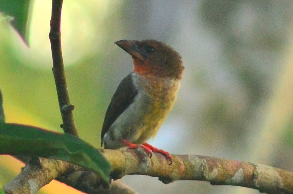 Asian Brown Barbets
