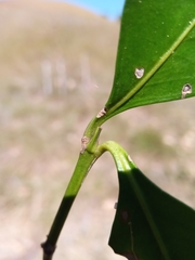 Peponidium subevenium