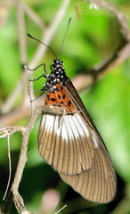 Acraea aganice aganice