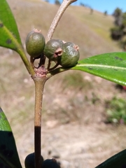 Peponidium subevenium