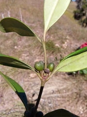 Peponidium subevenium