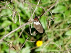 Acraea aganice aganice
