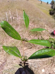 Peponidium subevenium