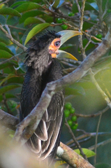 Anorrhinus galeritus