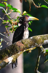 Anorrhinus galeritus