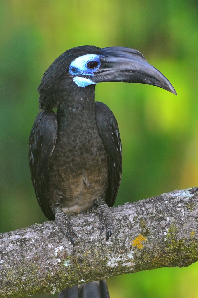 Bushy-crested Hornbill photo