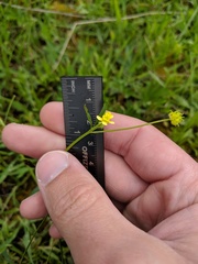 Ranunculus uncinatus