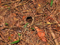 Harpactirinae