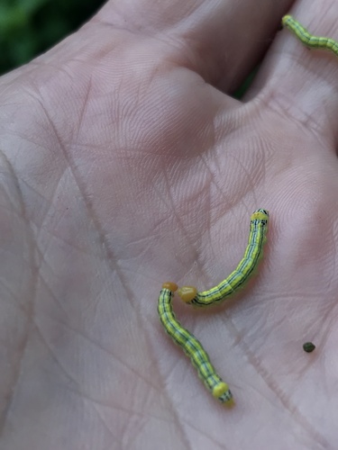 Orange-humped Mapleworm photo 4