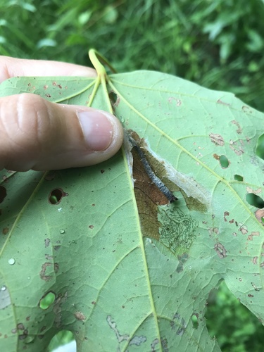 Maple Trumpet Skeletonizer Moth photo 5