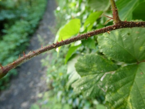 Image of Rubus subtercanens by no rights reserved