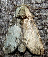 Macrurocampa marthesia