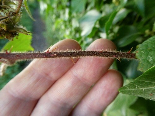 Image of Rubus subtercanens by no rights reserved