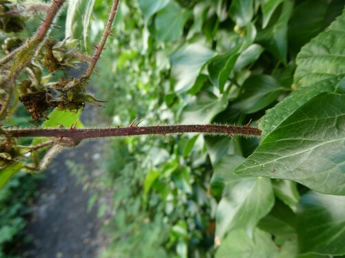 Image of Rubus subtercanens by no rights reserved