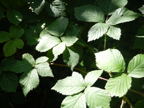 Image of Rubus subtercanens by no rights reserved