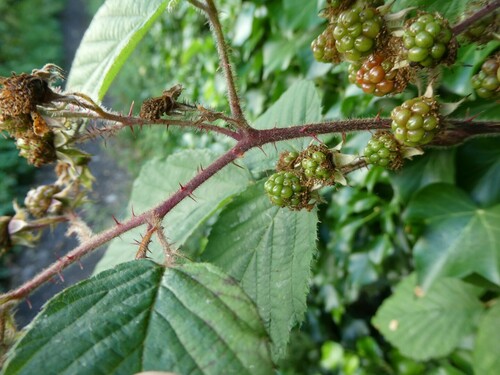 Image of Rubus subtercanens by no rights reserved