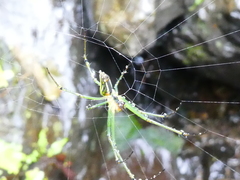Leucauge celebesiana