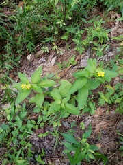 Lysimachia tonsa