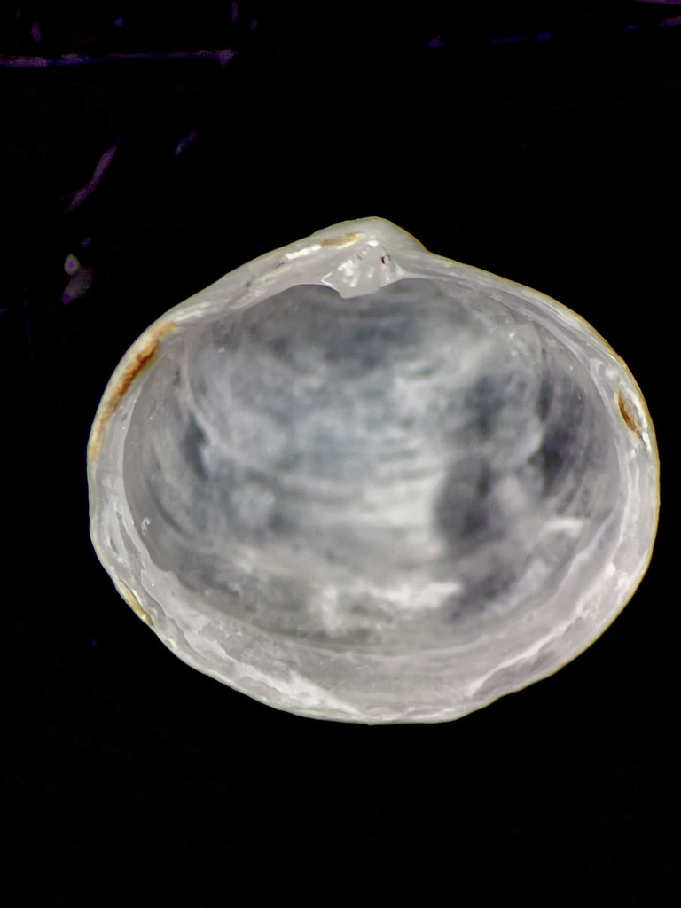 Atlantic Diplodon
