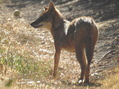 Canis aureus syriacus