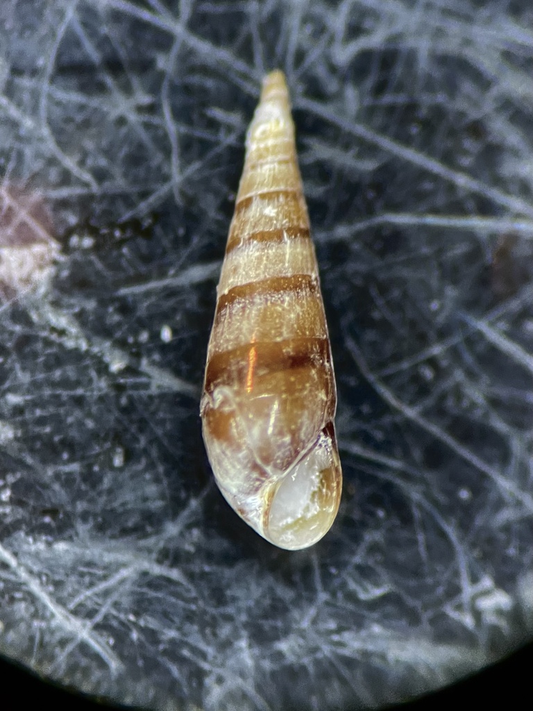 brown eulima
