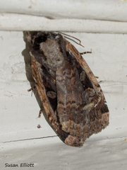 Eueretagrotis sigmoides