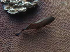 Cephalopholis cyanostigma