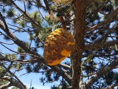 Cronartium conigenum