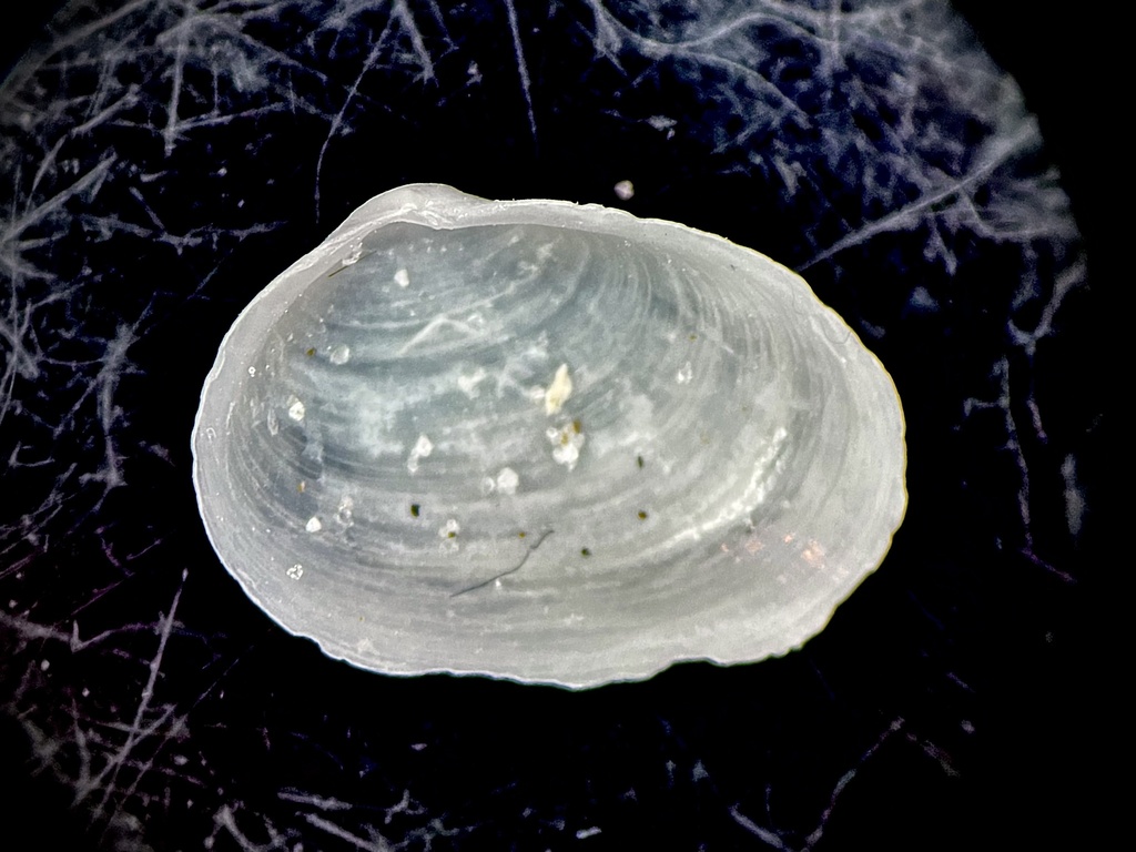 giant montacutid