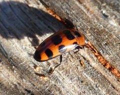 Episcaphula australis