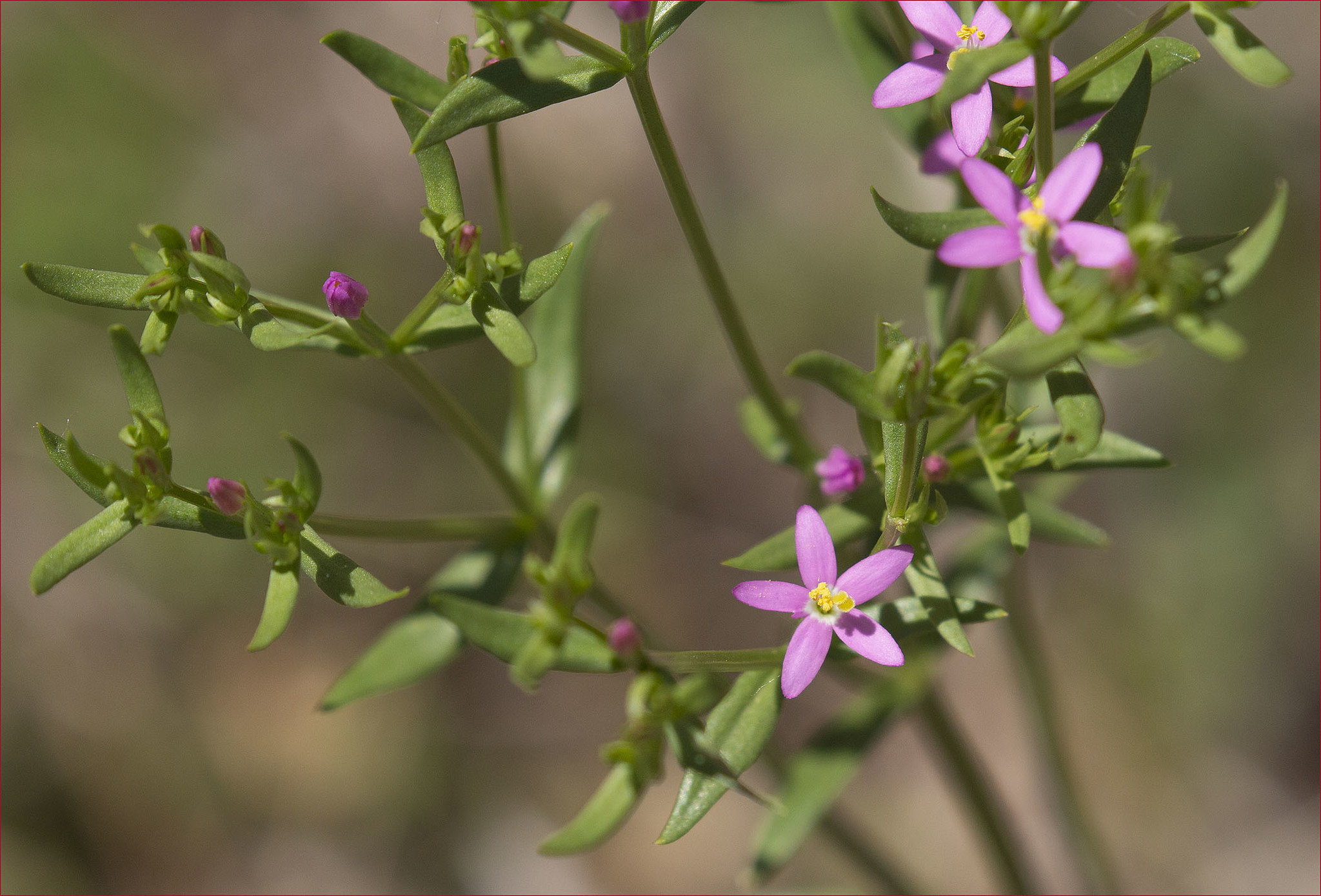 Centaurium tenuiflorum