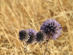 Echinops adenocaulos