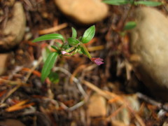 Epilobium minutum