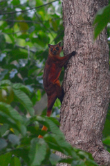 Red Giant Flying Squirrel photo 3