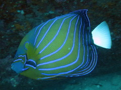 Pomacanthus annularis