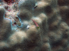 Helcogramma striata