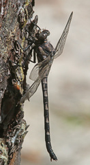 Tachopteryx thoreyi image