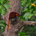 Red Giant Flying Squirrel - Photo (c) Christian Schwarz, some rights reserved (CC BY-NC), uploaded by Christian Schwarz