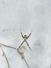 Argiope caledonia