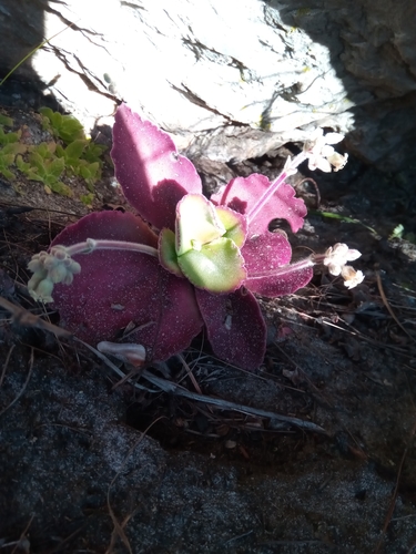 Kalanchoe tetraphylla image