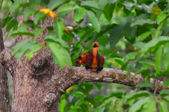 Red Giant Flying Squirrel photo 4