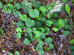 Viola sempervirens