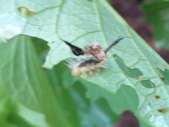 Aspidimorpha quinquefasciata