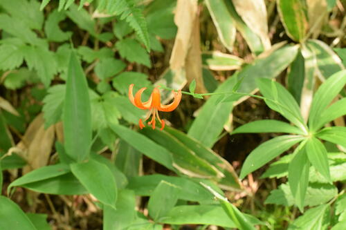 Lilium medeoloides iNat (3)