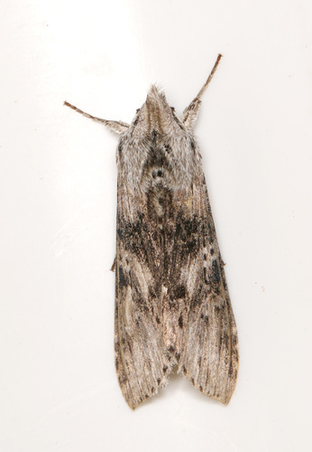 Cucullia absinthii
