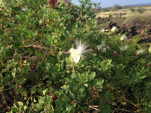 native caper (Capparis sandwichiana)