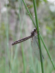 Suhpalacsa subtrahens