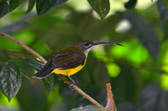 Arachnothera longirostra