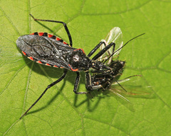 Rhynocoris leucospilus