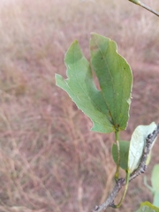 Bauhinia hildebrandtii